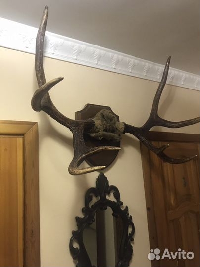 Рога оленя