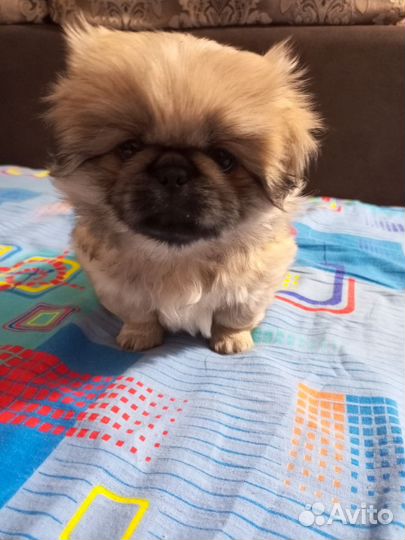 Щенки пекинеса