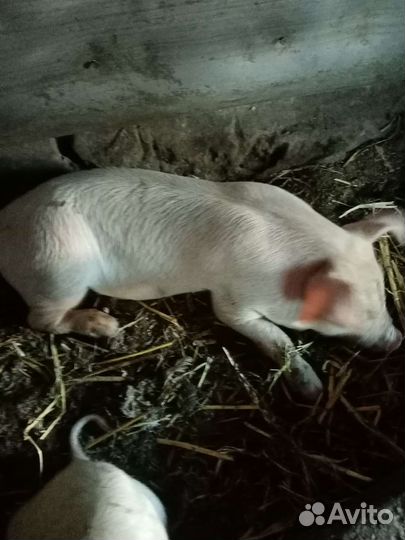 Поросята ландрас дюрок