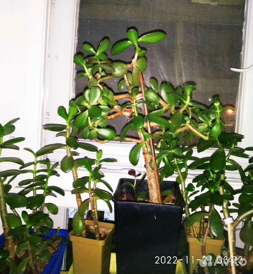 Шлюмбергера,Красула Минор,многолетки