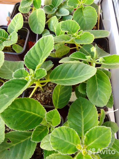 Глоксинии цветущие