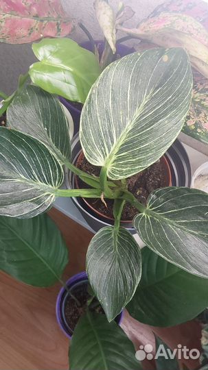 Филодендроны, акалифа, аглонема