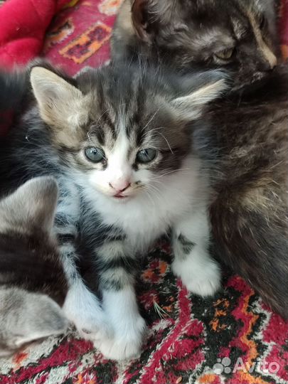 Котята в добрые руки