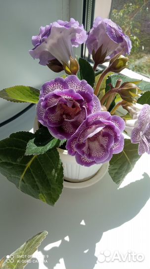 Глоксиния лист