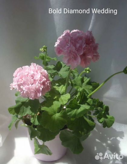 Герань пеларгония сортовая (7)