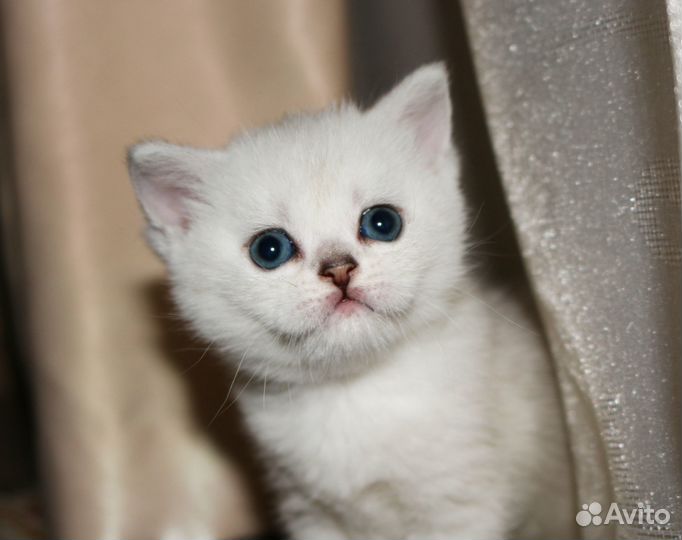 Британские серебристые шиншиллы