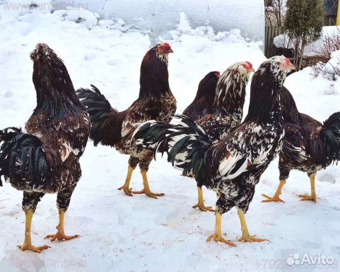 Куры, Цыплята. Петухи. Брама. Орловская