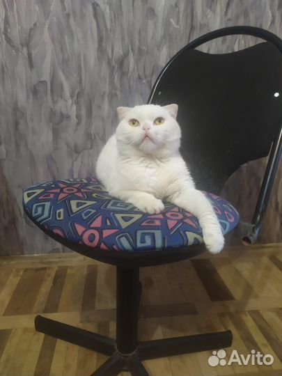 Вязка кот шотландский