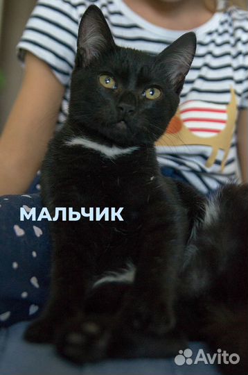 Ласковые котята