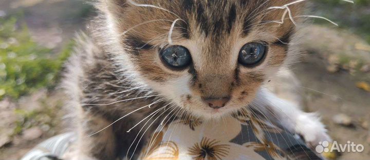 Котёнок