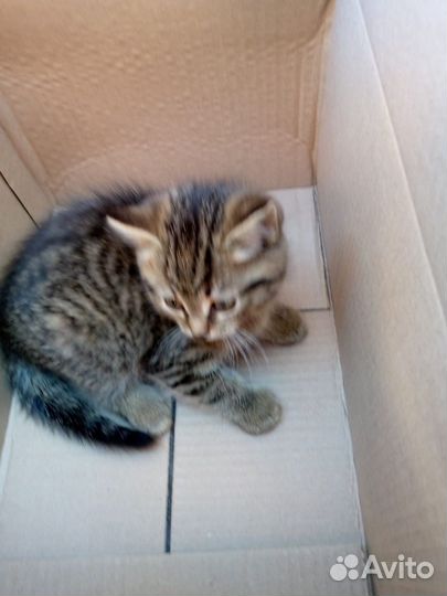 Кошка персидская