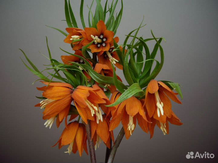 Рябчик императорский