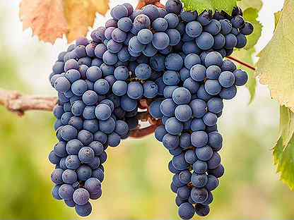 Саженцы виноград Двиетский синий, 5 литров