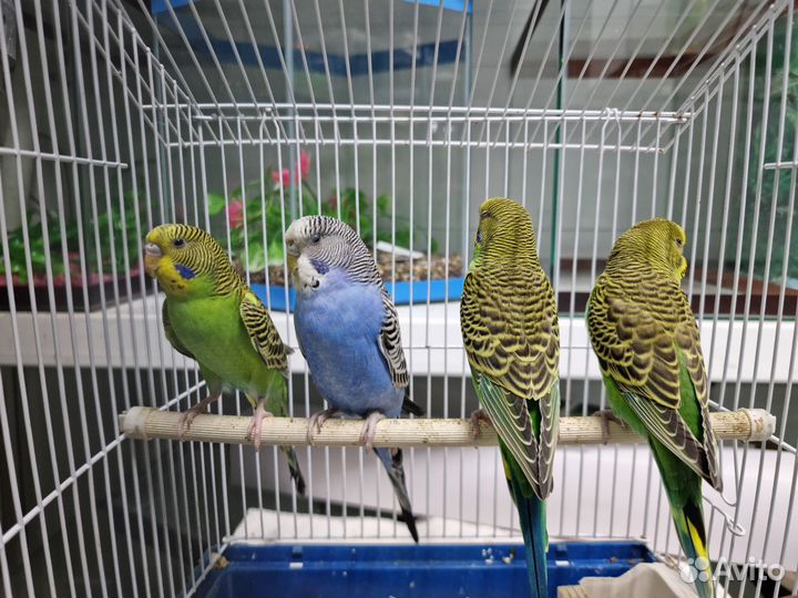 Волнистый попугай