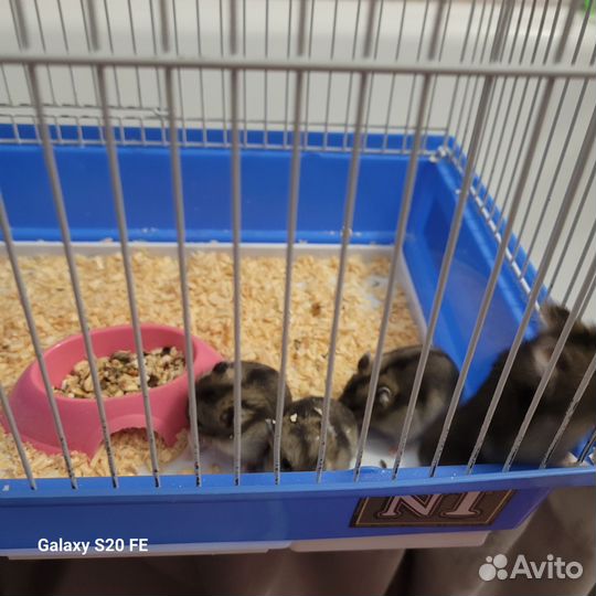 Джунгарские хомяки девочки, мальчики