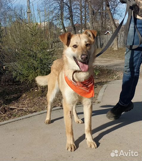 Собака в добрые руки