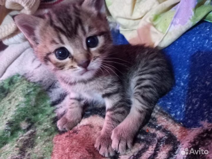 Отдаю котят