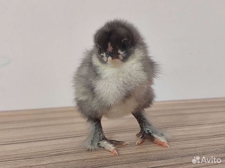 Цыплята, инкубационное яйцо