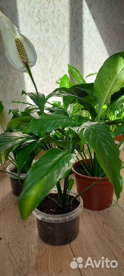 Спатифиллум, спатифилум женское счастье, 8 марта