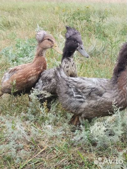 Утки хохлатые