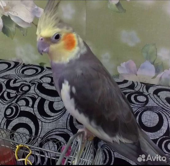 Передержка питомцев на время отпуска