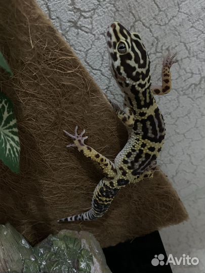 Геккон эублефар