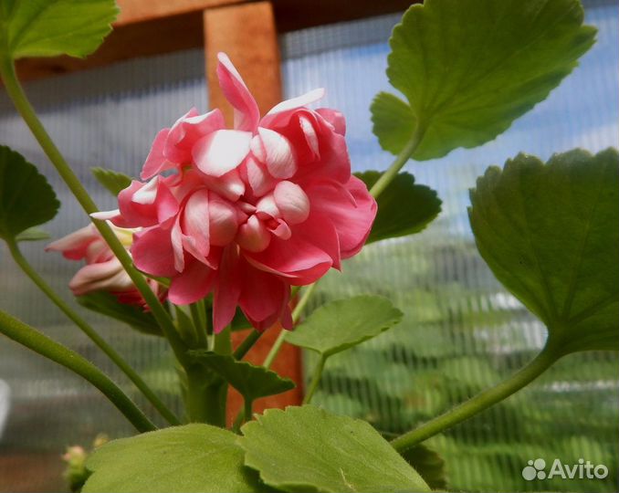 Плющелистная пеларгония