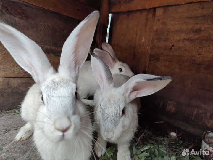 Кролики молодняк