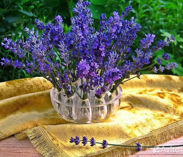 Букет из лаванды