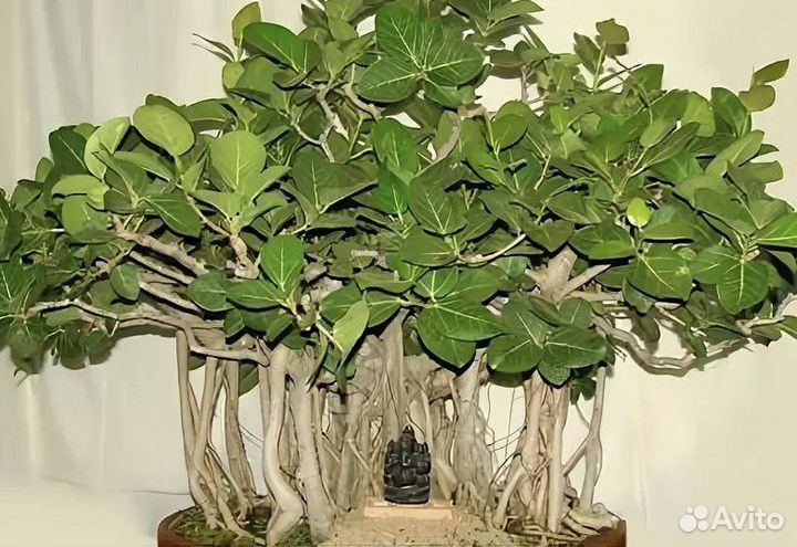 Фикус бенгальский