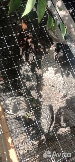 Молодые петушки