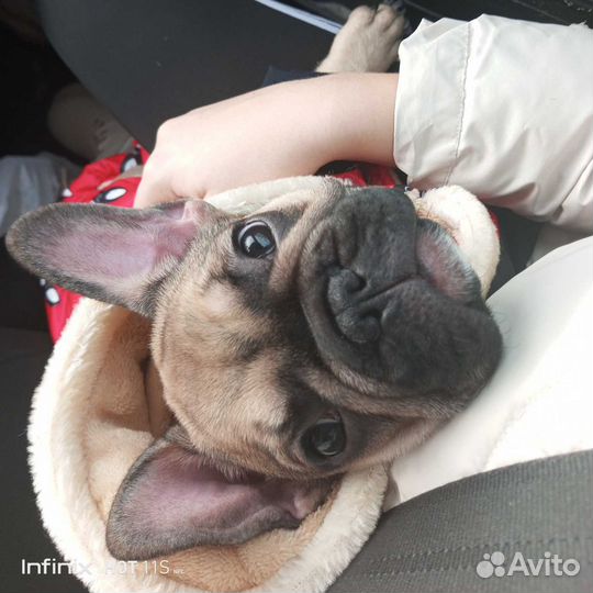 Французский бульдог немецкая овчарка