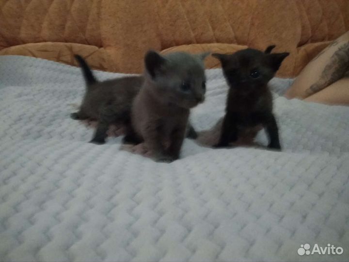 Британские табби котята в добрые руки