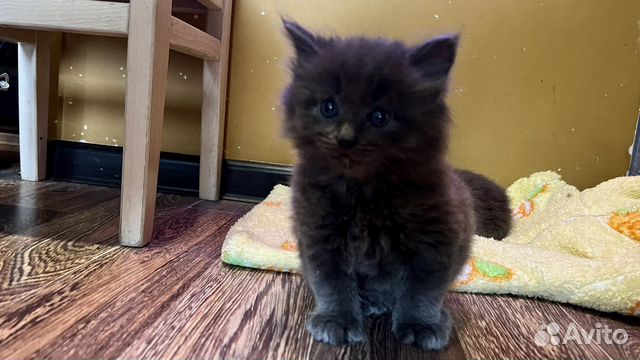 Котенок Курильский Бобтейл купить в Строителе | Животные и зоотовары ...