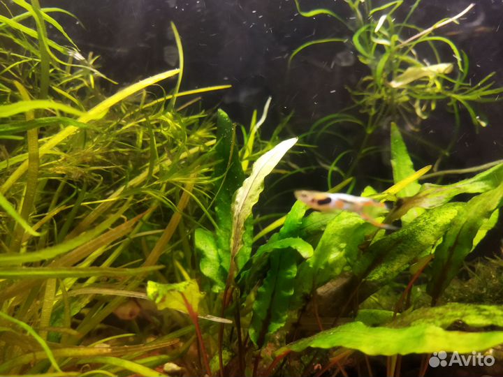 Гуппи эндлера