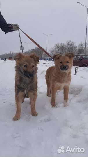 Щенки