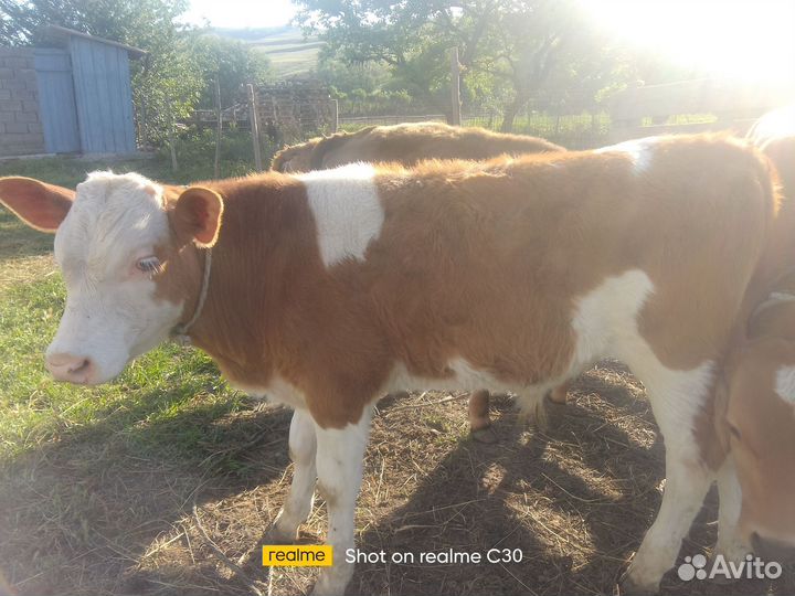 Бычки телята 4-5 мес