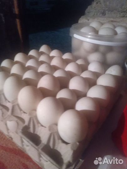 Утиные яйца