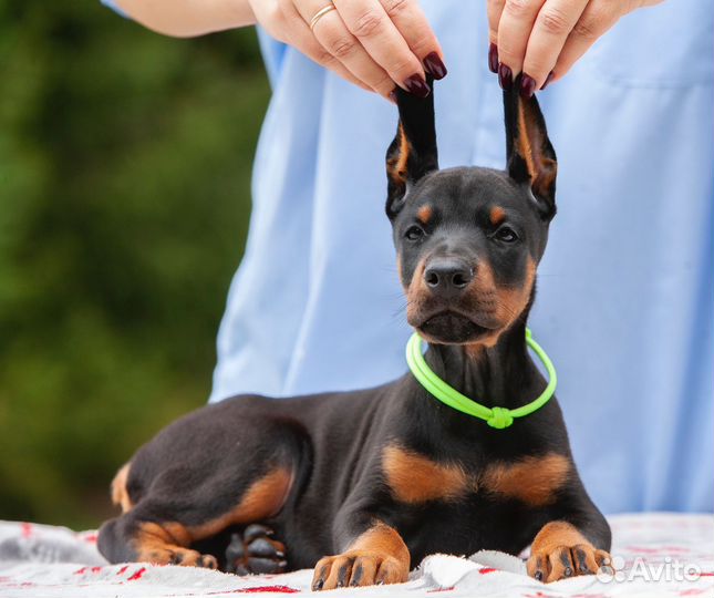 Щенки добермана