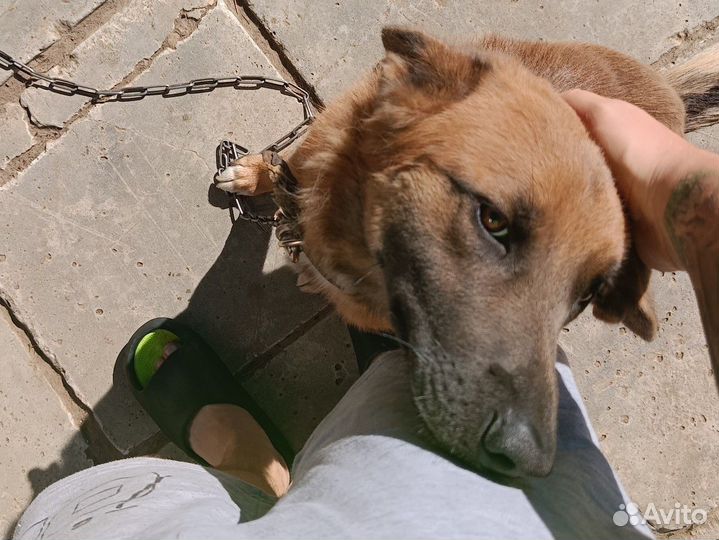 Отдам в добрые руки собаку