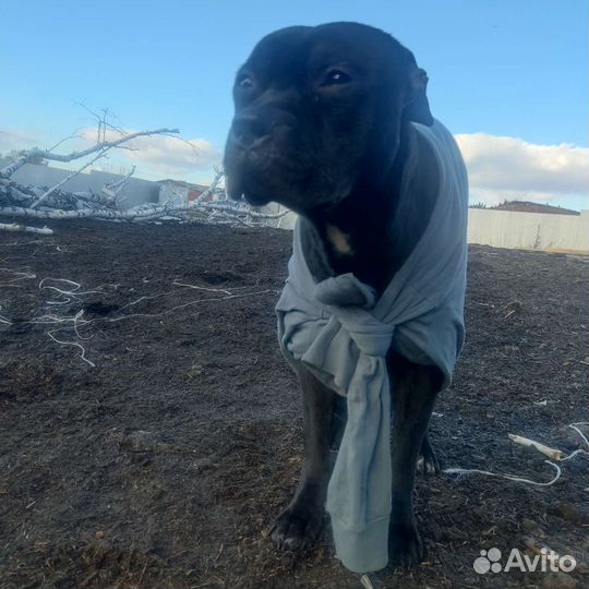 Питстаф щенки