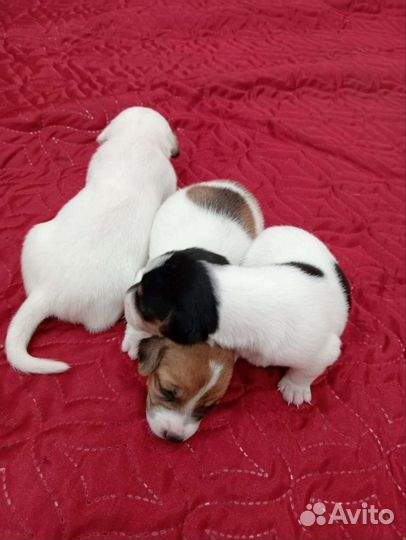 Джек Рассел терьер