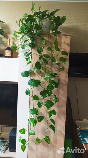 Сциндапсус