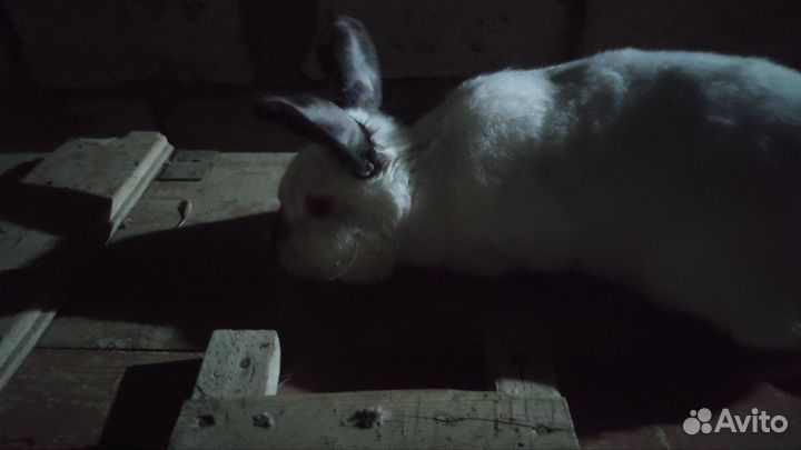 Кролики самки