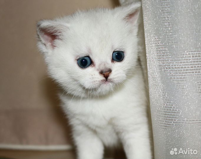 Британские серебристые шиншиллы