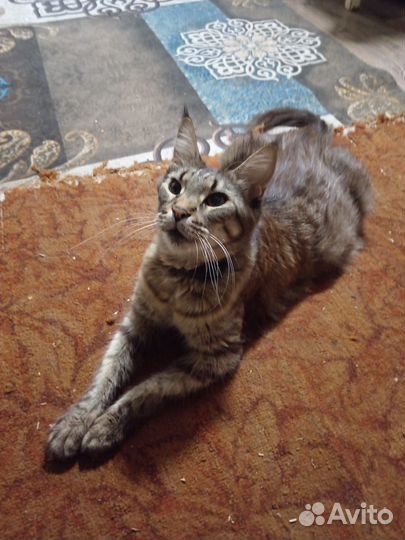 Котята мейн-кун в добрые руки