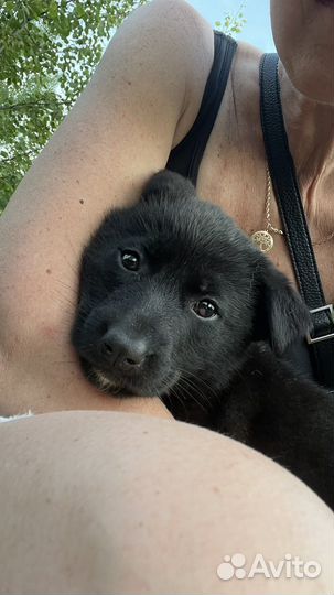 Щенок в добрые руки