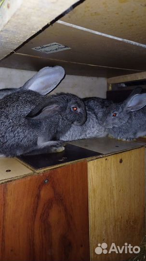 Кролики мясных пород