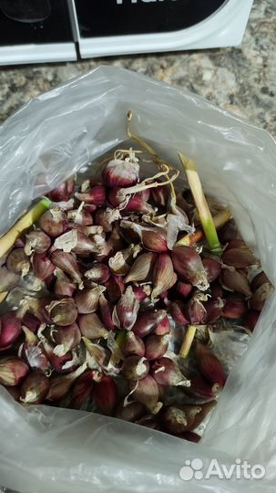 Лук египетский шагающий, живородящий