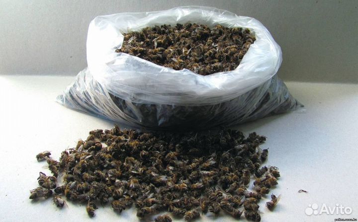 Пчелиный подмор